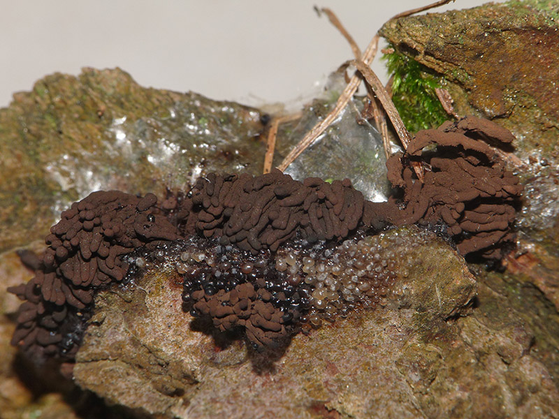 Stemonitis nigrescens?